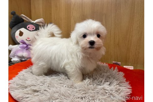 成約済の愛知県のマルチーズ-336510の1枚目