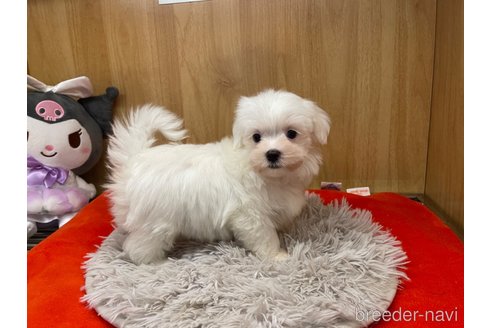 成約済の愛知県のマルチーズ-336510の5枚目