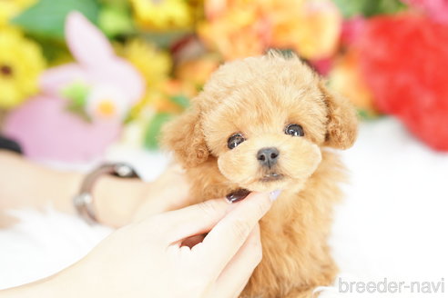 成約済の埼玉県のトイプードル-336512の4枚目