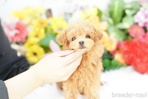 成約済の埼玉県のトイプードル-336512の3枚目