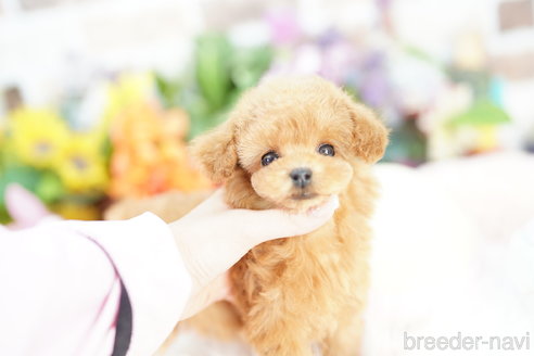 成約済の埼玉県のトイプードル-336512の2枚目