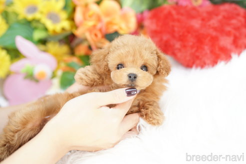 成約済の埼玉県のトイプードル-336512