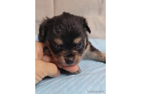 成約済の神奈川県のミックス犬-336520の20枚目