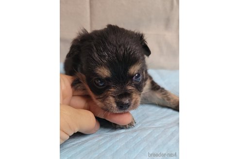 成約済の神奈川県のミックス犬-336520の19枚目