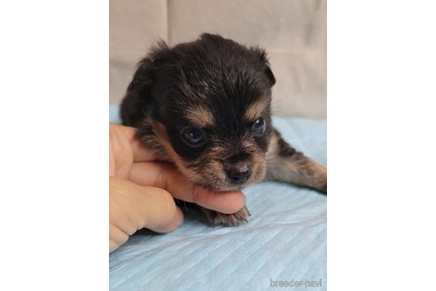 成約済の神奈川県のミックス犬-336520の18枚目