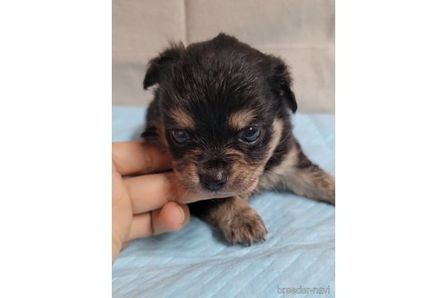 成約済の神奈川県のミックス犬-336520の17枚目