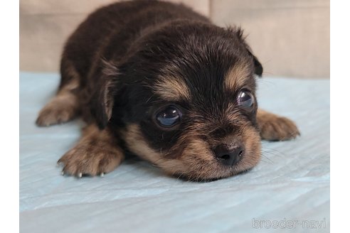 成約済の神奈川県のミックス犬-336520の16枚目