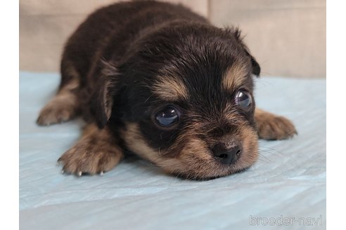 成約済の神奈川県のミックス犬-336520の15枚目