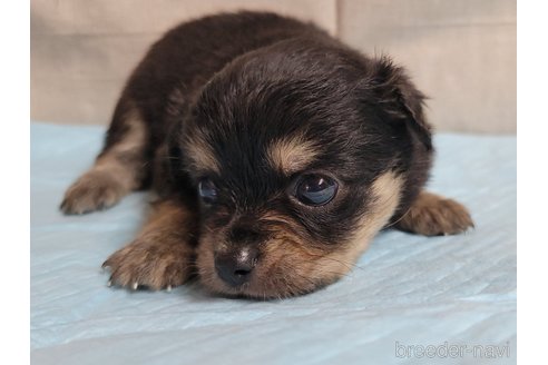 成約済の神奈川県のミックス犬-336520の14枚目