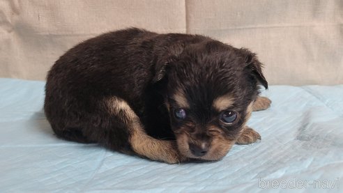成約済の神奈川県のミックス犬-336520の13枚目