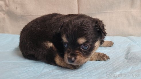 成約済の神奈川県のミックス犬-336520の12枚目