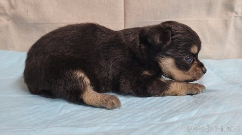 成約済の神奈川県のミックス犬-336520の11枚目