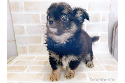 成約済の東京都のチワワ(ロングコート)-336516の11枚目