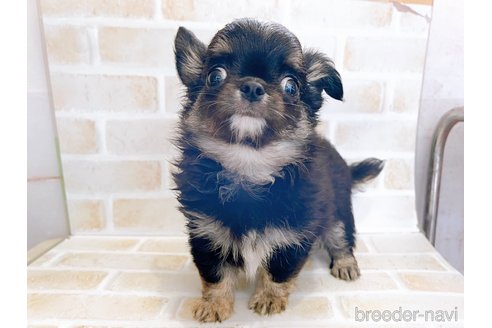 成約済の東京都のチワワ(ロングコート)-336516の12枚目