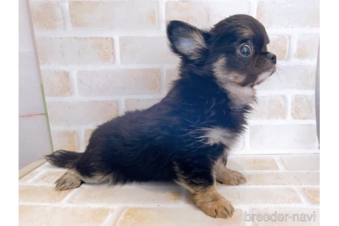 成約済の東京都のチワワ(ロングコート)-336516の9枚目