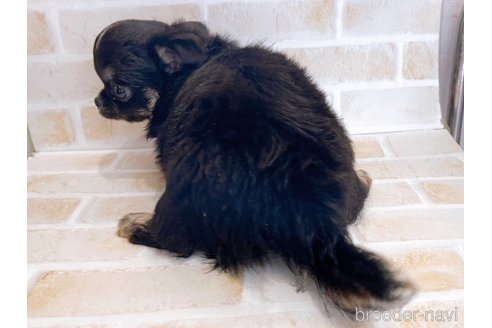 成約済の東京都のチワワ(ロングコート)-336516の10枚目