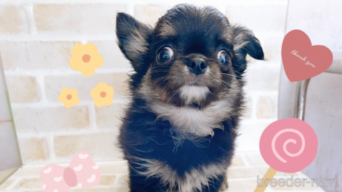 成約済の東京都のチワワ(ロングコート)-336516の8枚目