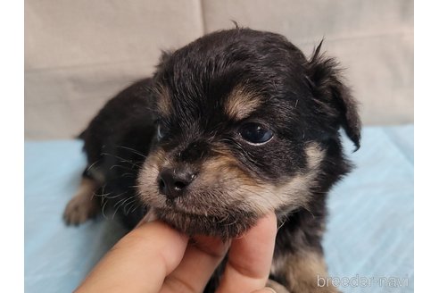 成約済の神奈川県のミックス犬-336521の9枚目