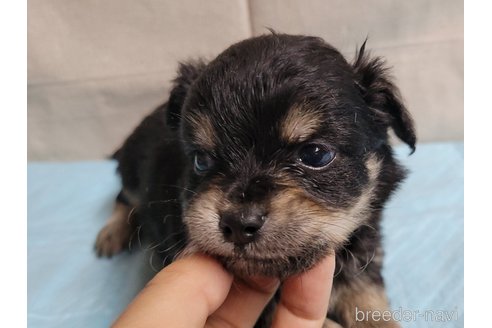 成約済の神奈川県のミックス犬-336521の7枚目