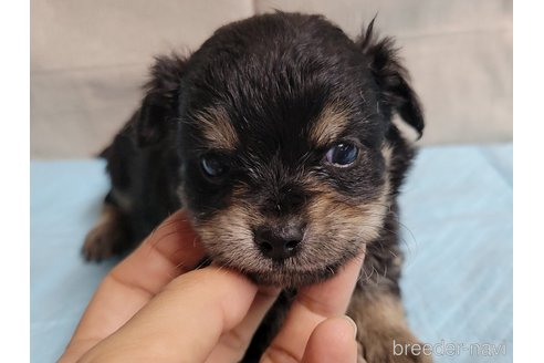 成約済の神奈川県のミックス犬-336521の8枚目