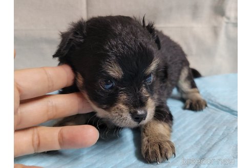 成約済の神奈川県のミックス犬-336521の6枚目