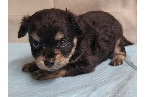 成約済の神奈川県のミックス犬-336521の4枚目