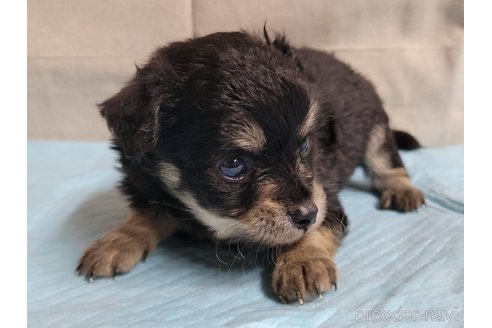成約済の神奈川県のミックス犬-336521の5枚目