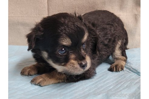 成約済の神奈川県のミックス犬-336521の1枚目