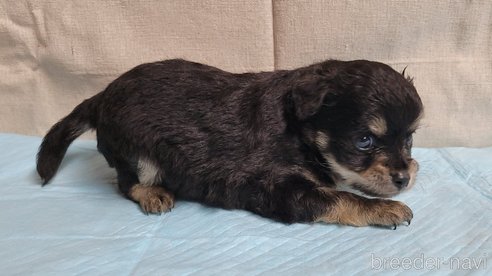 成約済の神奈川県のミックス犬-336521の2枚目