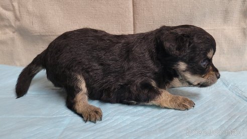 成約済の神奈川県のミックス犬-336521の3枚目