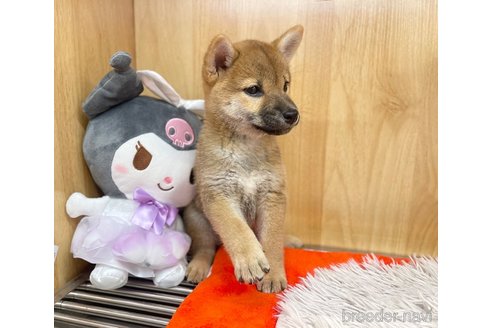 成約済の愛知県の柴犬-336524の2枚目
