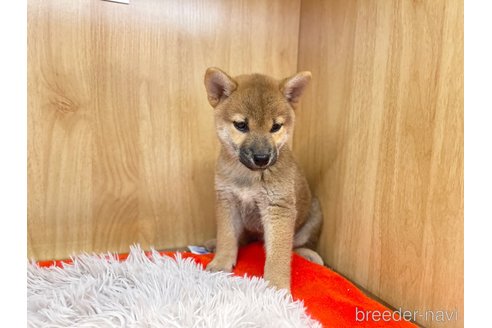 成約済の愛知県の柴犬-336524の3枚目