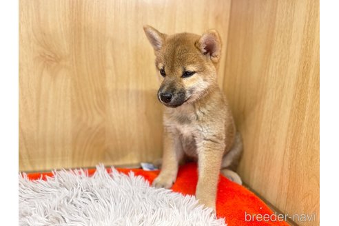 成約済の愛知県の柴犬-336524の4枚目