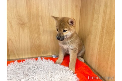 成約済の愛知県の柴犬-336524の6枚目