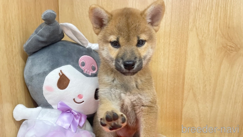 成約済のの柴犬-336524