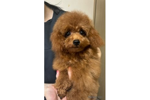 成約済の神奈川県のタイニープードル-331046の2枚目