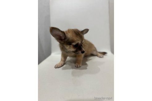 成約済の滋賀県のチワワ(ロングコート)-336541の6枚目