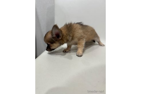 成約済の滋賀県のチワワ(ロングコート)-336541の7枚目