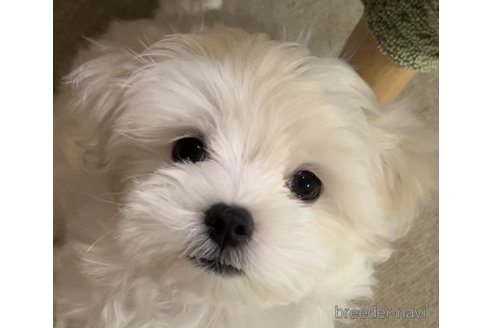 成約済の滋賀県のマルチーズ-326306の9枚目