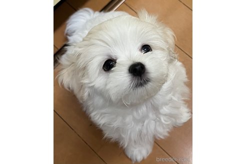 成約済の滋賀県のマルチーズ-326310の5枚目