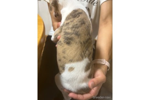 成約済の埼玉県のウィペット-336569の4枚目