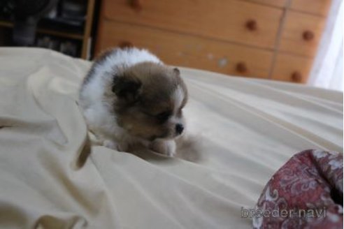 成約済の静岡県のポメラニアン-336603の16枚目