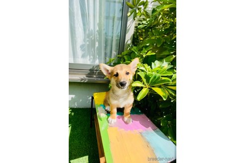 成約済の千葉県のミックス犬-324202の4枚目