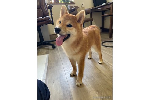 成約済の滋賀県の柴犬-308607の4枚目