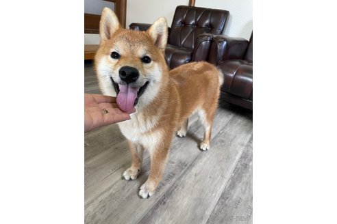 成約済の滋賀県の柴犬-308607