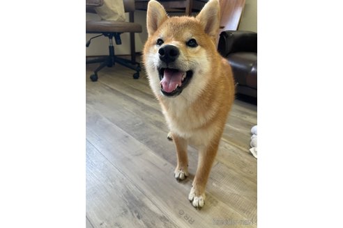 成約済の滋賀県の柴犬-308607の3枚目
