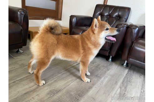 成約済の滋賀県の柴犬-308607の2枚目