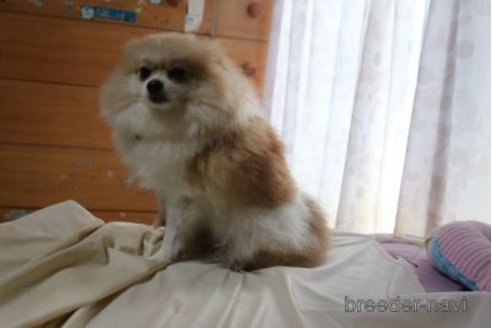 スズちゃんちゃん1枚目