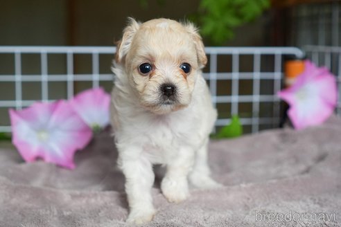 成約済の滋賀県のチワプー:チワワ×トイプードル-332913の4枚目