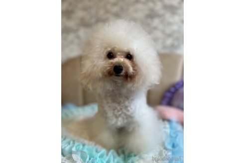 シルビアちゃん1枚目